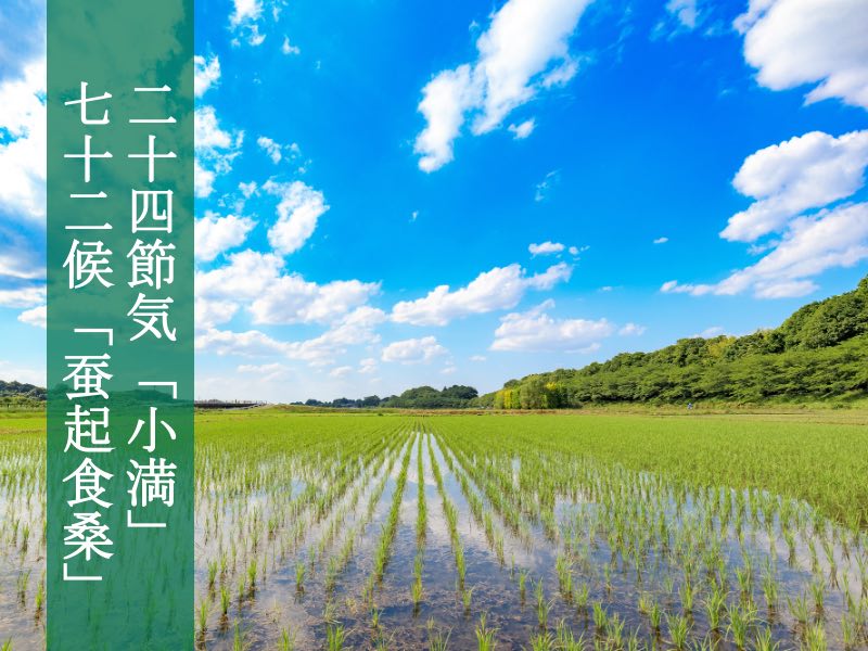 二十四節気「小満」、七十二候「蚕起食桑」 いったいどんな時期？ - ウェザーニュース