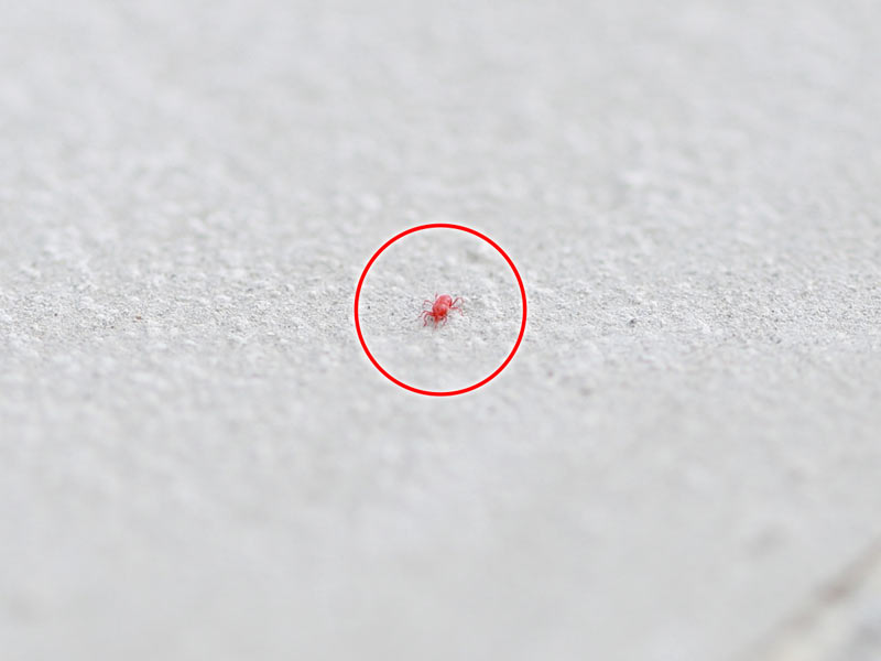 この時期よく見る小さな赤い虫 その正体は ウエザーニュース Mi Gu Me73のブログ