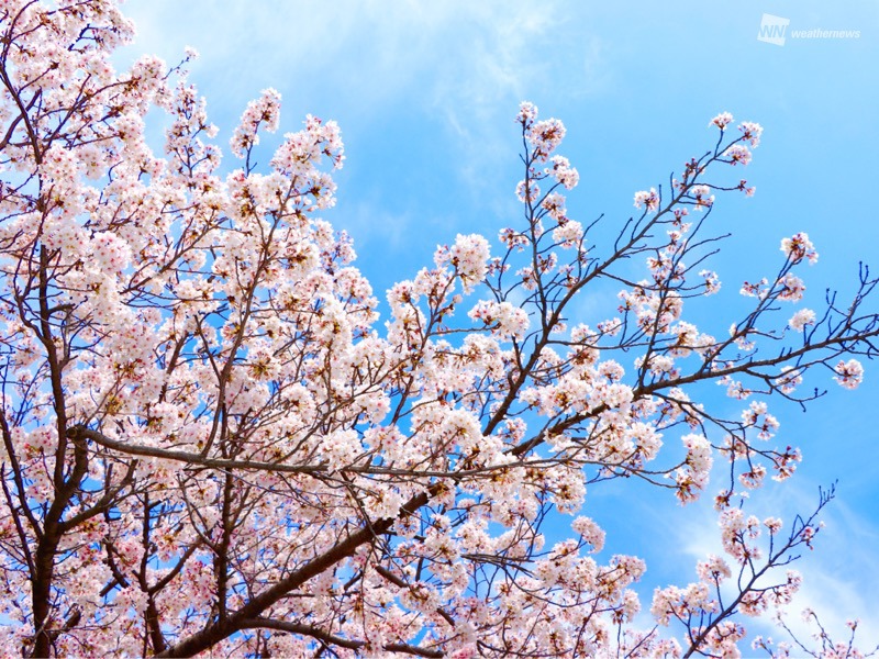 コロナ禍で桜への想いに変化 若い世代で顕著 アンケート調査結果 ウェザーニュース