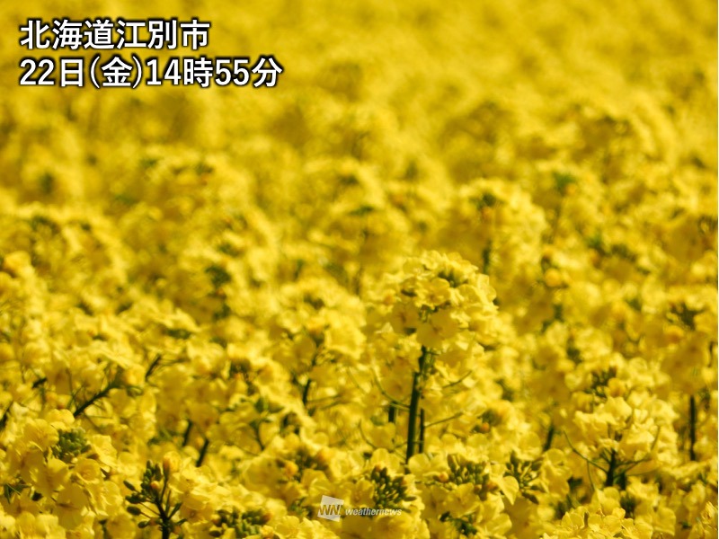 北海道の菜の花が見頃に ビタミンカラーの地平線 ウェザーニュース