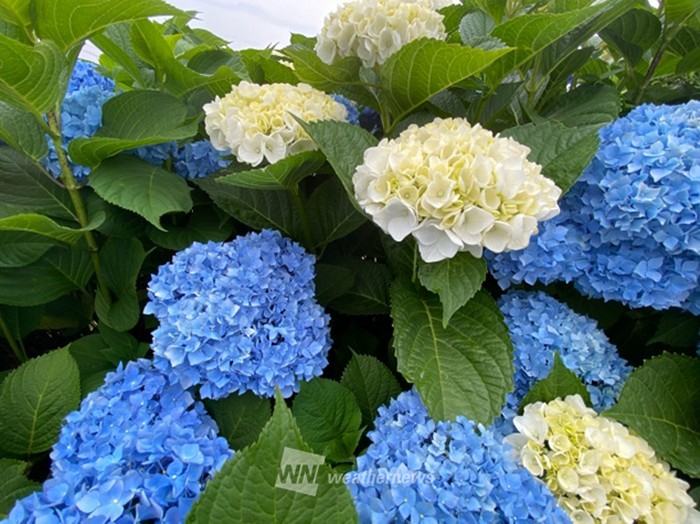 梅雨のアジサイ 色の七変化 土のアルカリ性 酸性や時間が関係 ウェザーニュース 梅雨のアジサイ 色の七変化 土のアルカリ性 酸性や時間が関係 ウェザーニュース