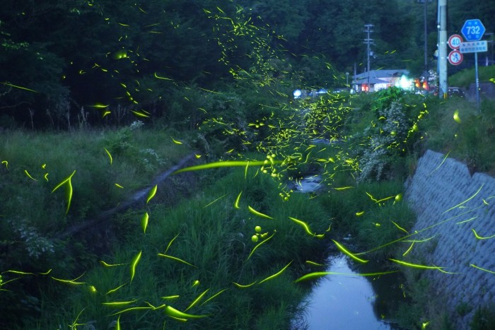 ほたる観賞 千葉の名所 ロマンの森共和国 ライブカメラ設置 ウェザーニュース