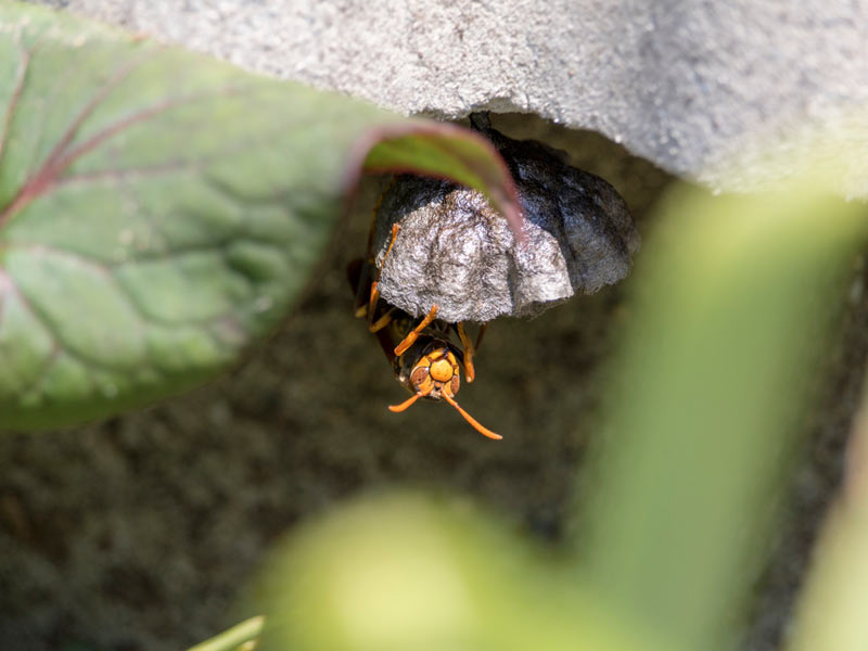 スズメバチの巣を見つけたら 駆除は今の時期が最適 ウェザーニュース