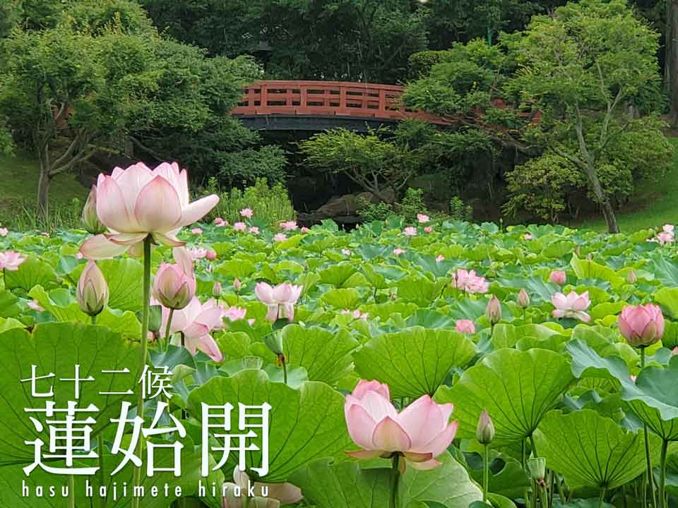 七十二候 蓮始開 朝に咲くハスの花の魅力 ウェザーニュース