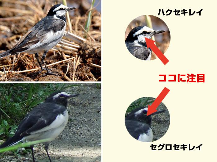 七十二候「鶺鴒鳴」 せきれいが鳴き始める頃 - ウェザーニュース