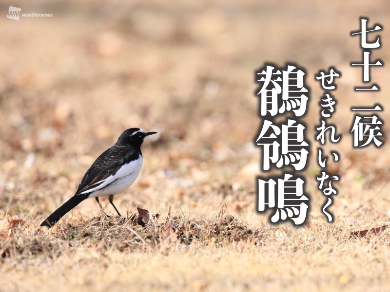 七十二候「鶺鴒鳴」 せきれいが鳴き始める頃 - ウェザーニュース