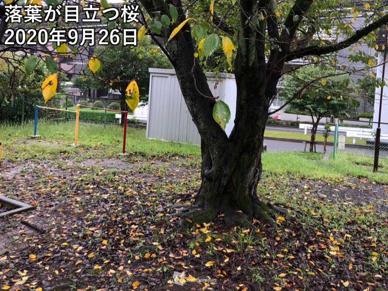 桜の落葉や変色が目立つ 長梅雨や猛暑で夏バテか ウェザーニュース