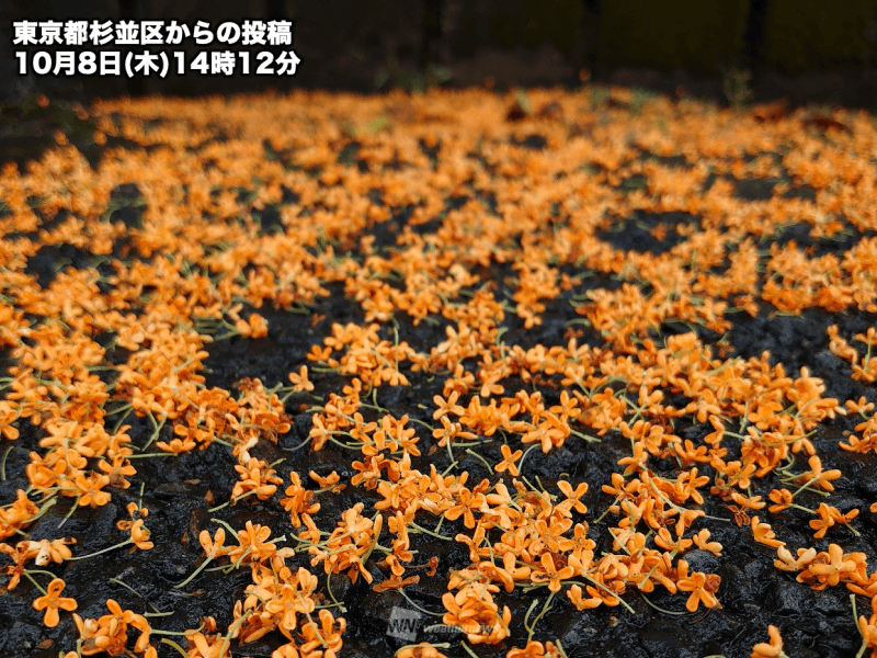 東京含む関東などで儚い秋のオレンジロード ウェザーニュース