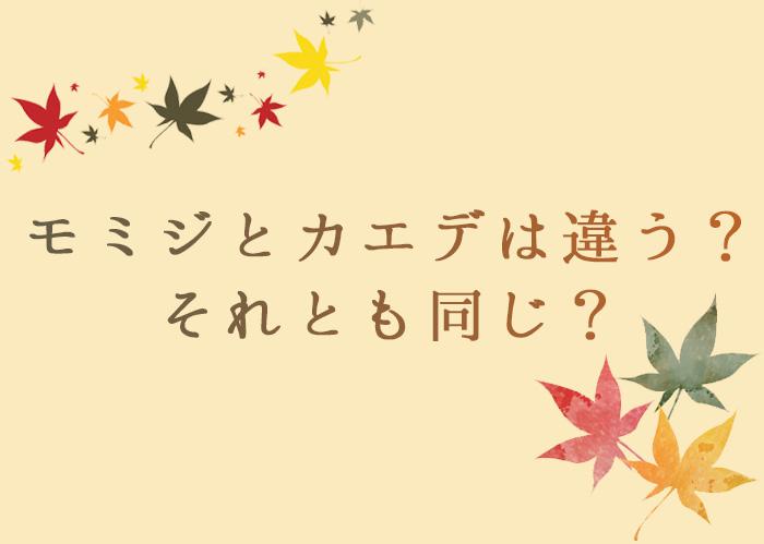 七十ニ候 楓蔦黄 モミジとカエデ 実は一緒だった ウェザーニュース