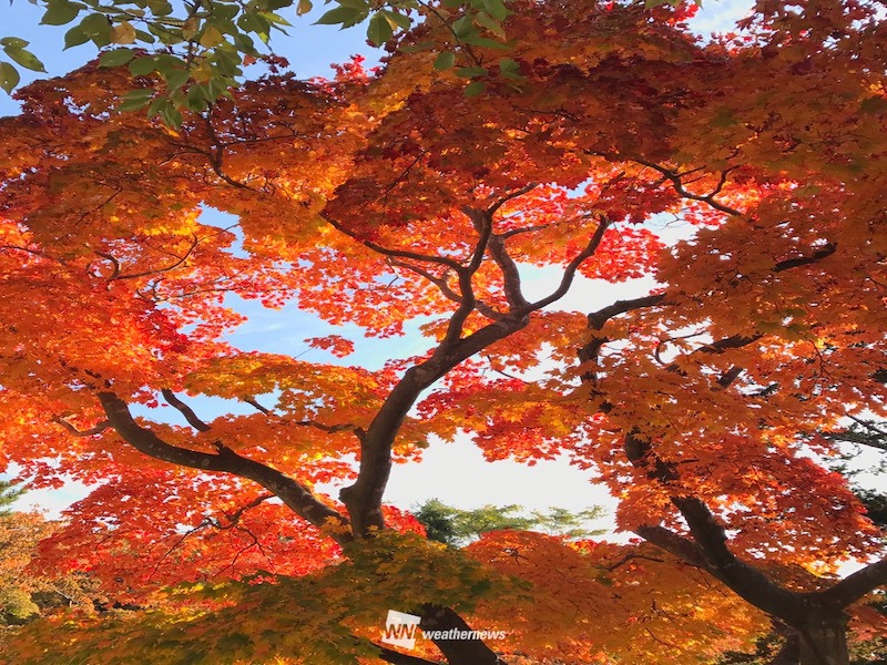 紅葉情報 今週末は富士山麓の河口湖畔などが見頃に 11月7日 8日 ウェザーニュース
