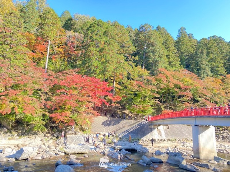 紅葉情報 今週末は愛知の香嵐渓などが見頃に 11月14日 15日 ウェザーニュース