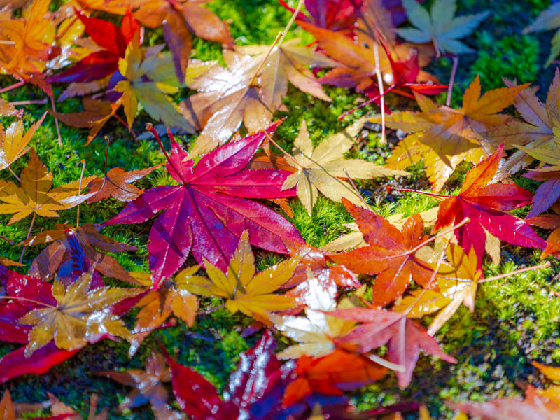 紅葉シーズン到来！「もみじ」と「かえで」の違いを知っていますか？ - ウェザーニュース