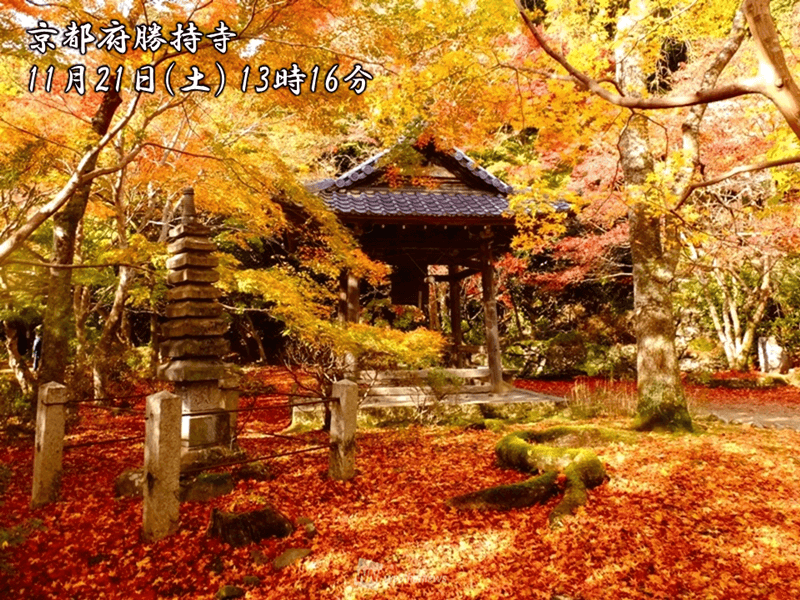 紅葉の絶景写真 京都 大阪 晩秋の古都の彩 ウェザーニュース