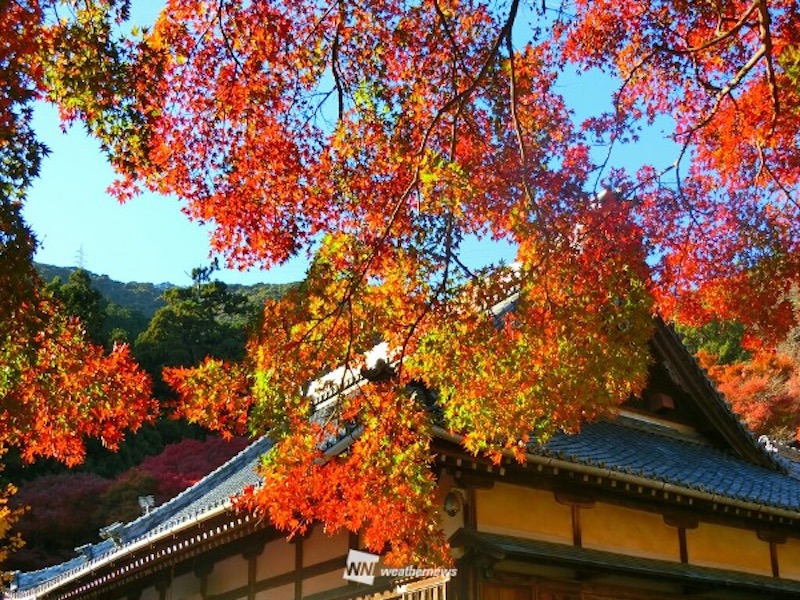 紅葉情報 紅葉シーズン終盤も今週末は神奈川県三渓園などが見頃に 年12月4日 Biglobeニュース