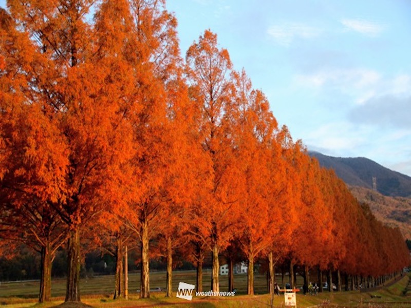 紅葉情報 紅葉シーズン終盤も今週末は神奈川県三渓園などが見頃に 年12月4日 Biglobeニュース