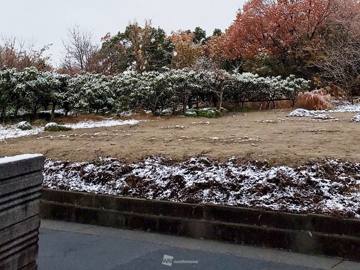 名古屋周辺で雪舞う朝 一部ではうっすら積もっているところも ウェザーニュース