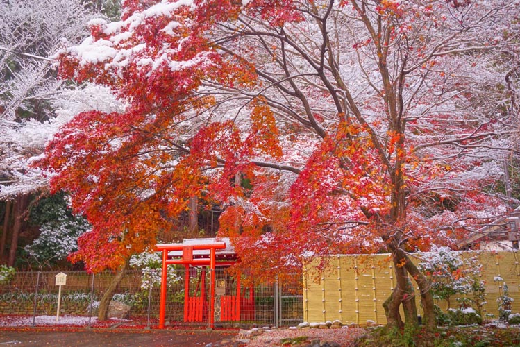 紅葉終わりの絶景雪景色 赤いもみじに白い雪 京都 嵐山 ウェザーニュース