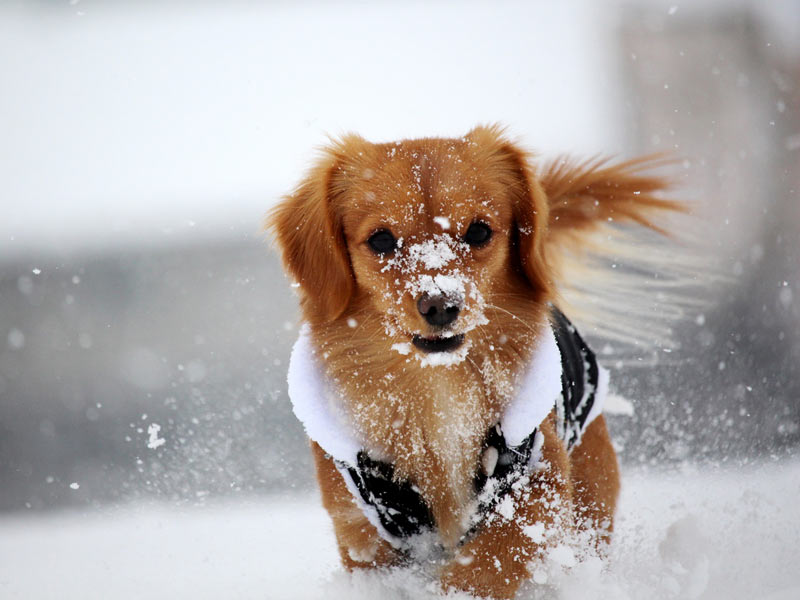 寒さに弱い犬種とは 寒い日の愛犬散歩の注意点 ウェザーニュース