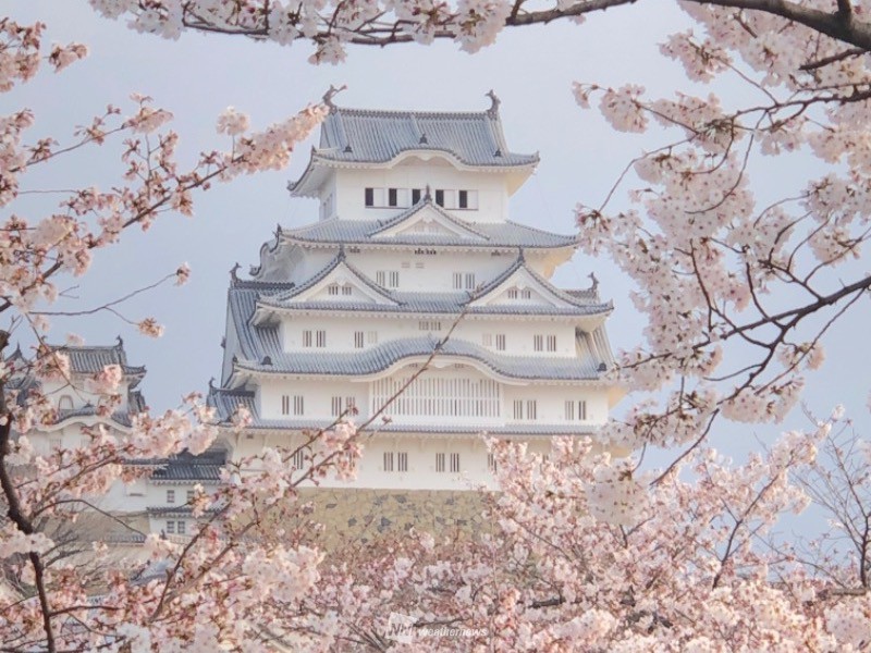 桜 2021 京都