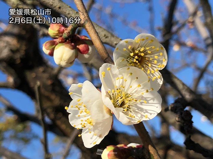 青空に映える梅の花 開花ペースは早めの所が多い ウェザーニュース
