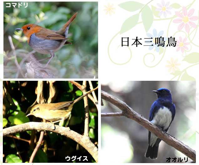七十二候「黄鶯睍睆(うぐいすなく)」 - ウェザーニュース