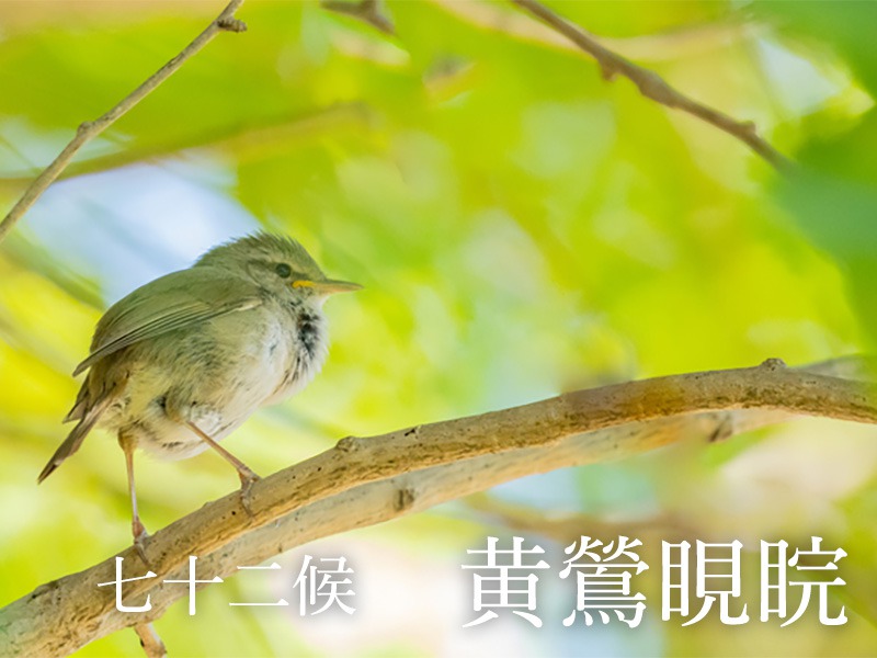 う*す様 うぐいす たのしい万葉集: 鶯(うぐいす)を詠んだ歌