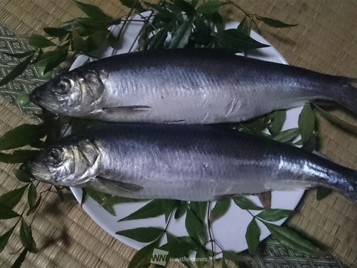 七十二候 魚上氷 うおこおりをいずる 春を告げる魚たち ウェザーニュース