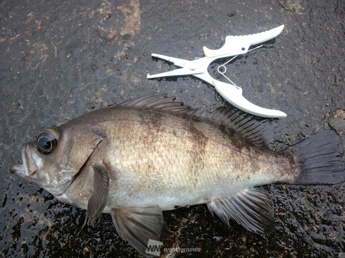 七十二候 魚上氷 うおこおりをいずる 春を告げる魚たち ウェザーニュース