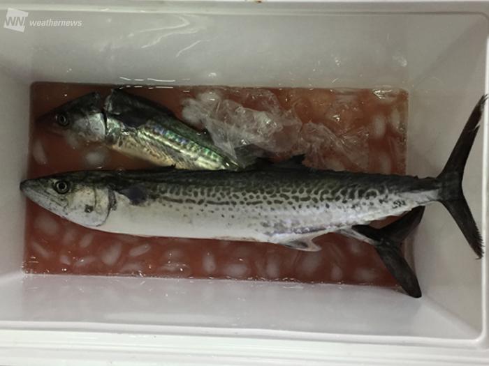 七十二候 魚上氷 うおこおりをいずる 春を告げる魚たち ウェザーニュース