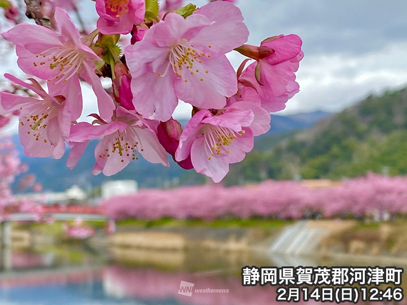 静岡県で河津桜が見頃に 一足先に サクラサク ウェザーニュース