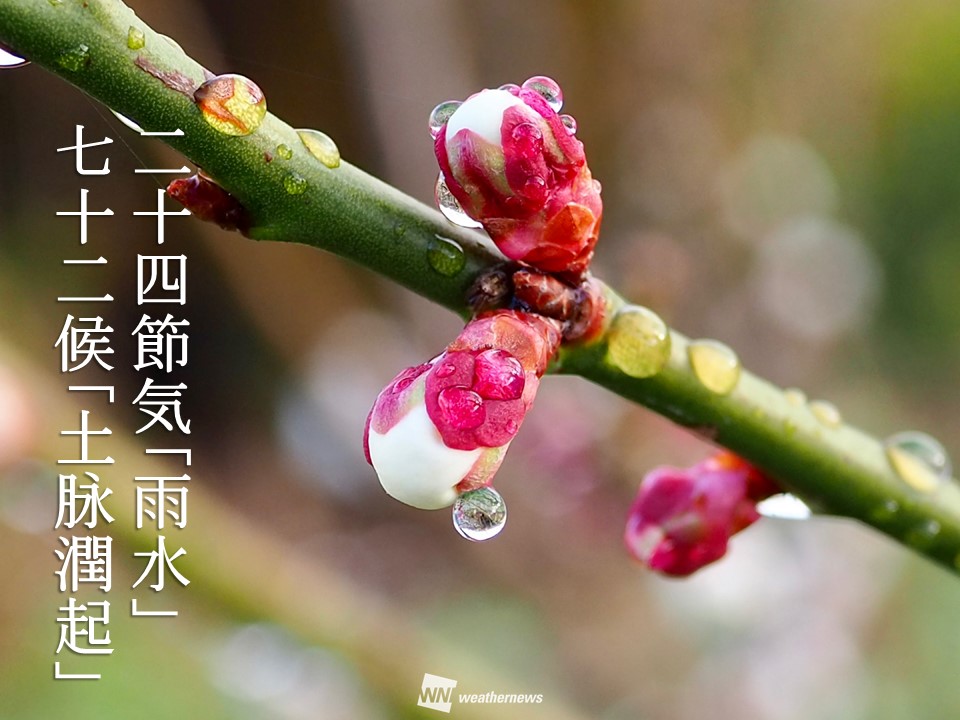 二十四節気 雨水 冷たい雪から雨へと変わる頃 ウェザーニュース