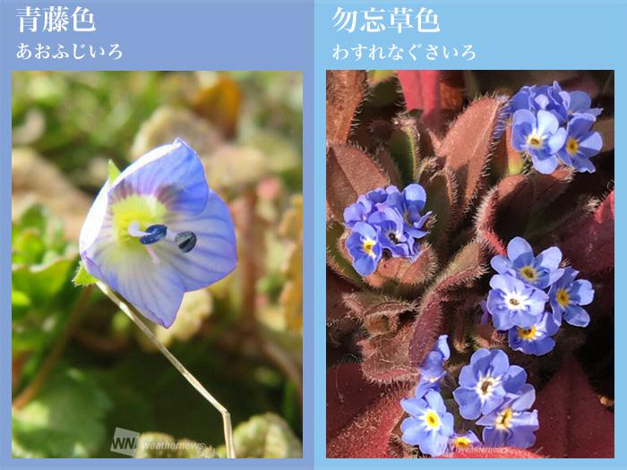七十二候 草木萠動 芽吹き始めた草木から感じる日本の春の色 ウェザーニュース