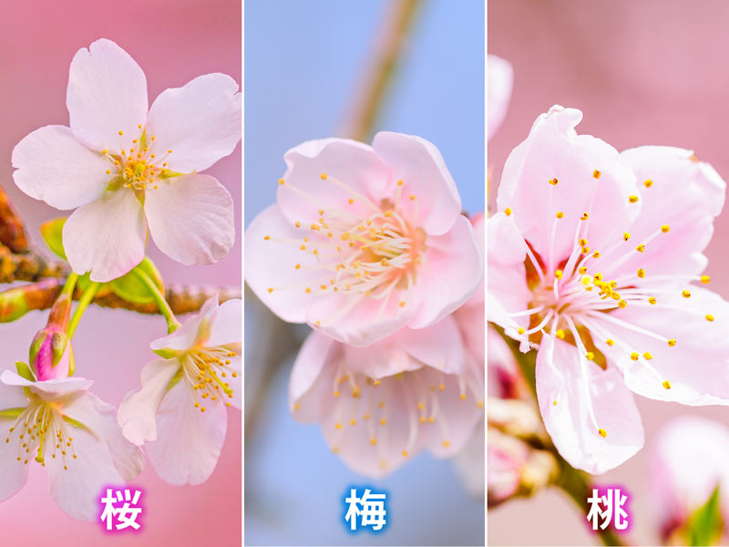 桜 梅 桃の違いを簡単に見分ける方法 ウェザーニュース