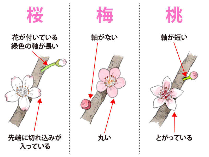 桜 梅 桃の違いを簡単に見分ける方法 ウェザーニュース