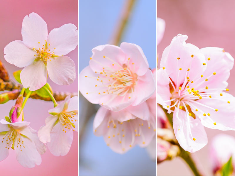 桜・梅・桃の違いを簡単に見分ける方法 - ウェザーニュース