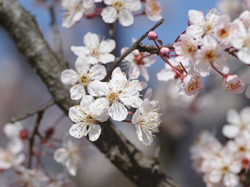 桜とそっくりな この花の名前を知っていますか ウェザーニュース