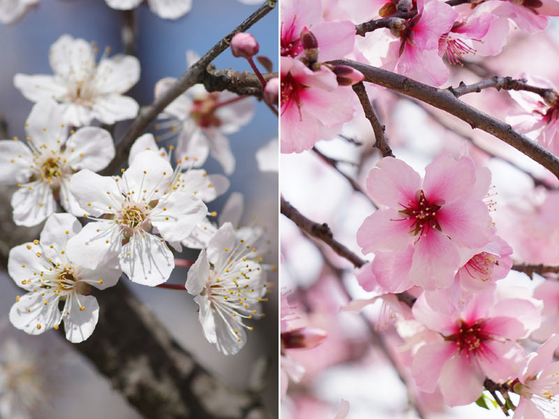 桜とそっくりな、この花の名前を知っていますか？ - ウェザーニュース