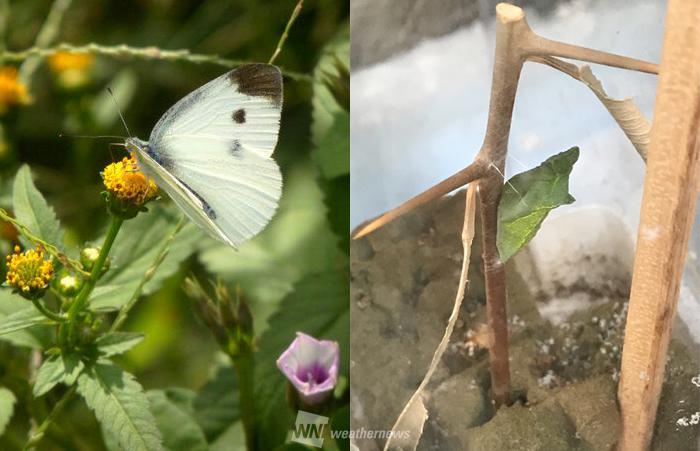 七十二候 菜虫化蝶 ウェザーニュース