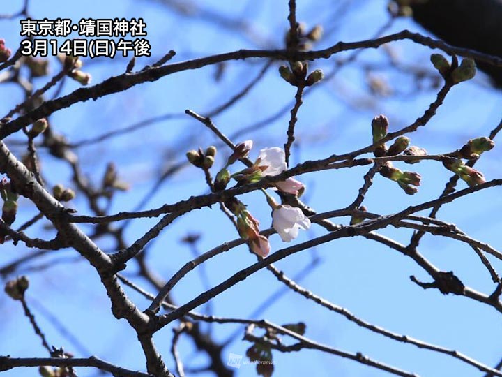 東京 靖国神社で桜が開花 昨年に並んで最も早い記録に ウェザーニュース