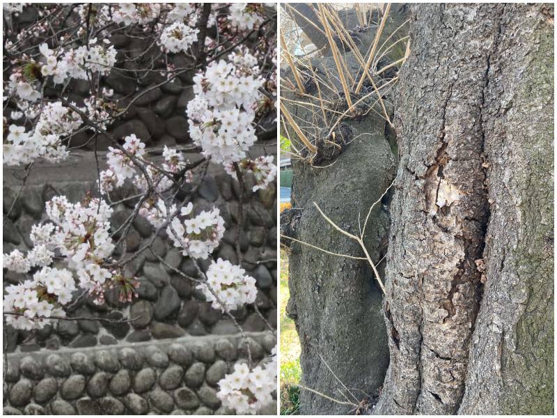 ソメイシヨシノ 樹齢16年 大型成木 約5m植木★引取限定 桜 蕾多数 そのソメイヨシノの樹齢は？見極めはつぼみの付き方 - ウェザーニュース