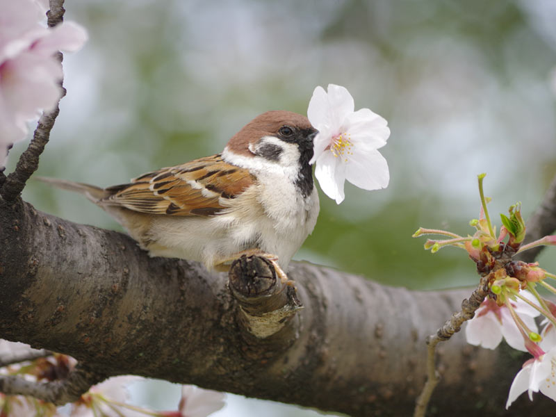 せっかく咲いた桜の花を散らしていた 意外な犯人は ウェザーニュース