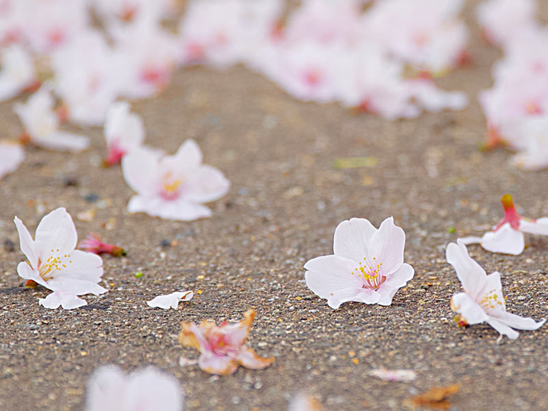 せっかく咲いた桜の花を散らしていた 意外な犯人は ウェザーニュース
