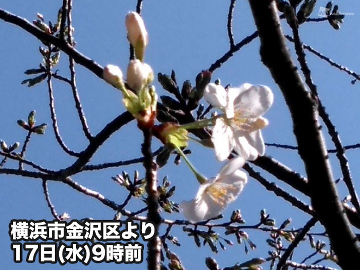 横浜や佐賀で桜が開花 平年より1週間以上早い - ウェザーニュース