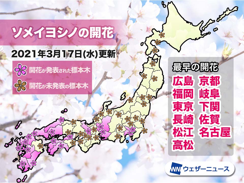 桜の開花は17地点中11地点が史上最早に 記録的早咲きのキーは ウェザーニュース