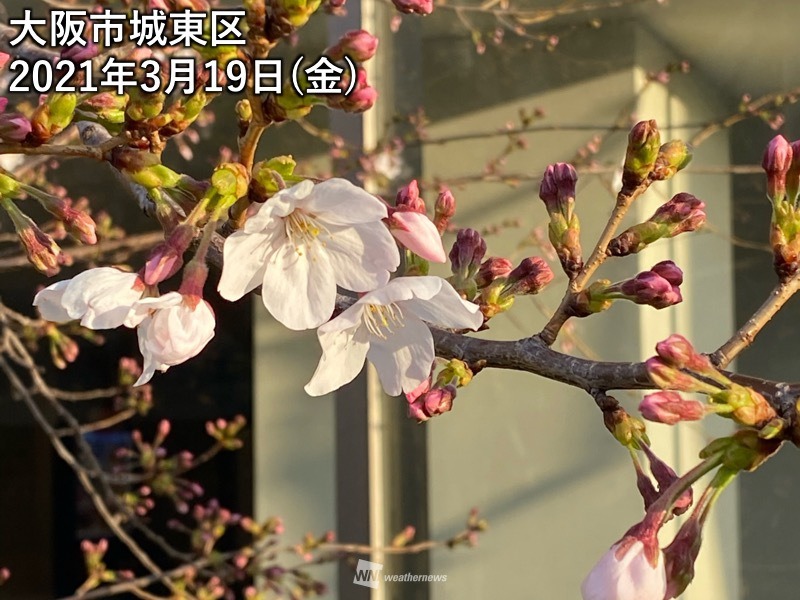 大阪も桜開花は観測史上最も早い 今年の記録更新は12地点目 ウェザーニュース