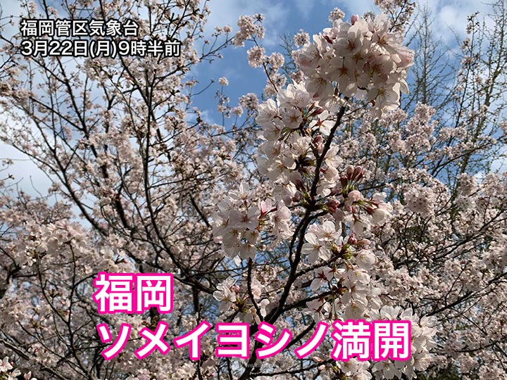 福岡で桜満開 ソメイヨシノ満開は全国トップ 開花と同様 最も早い記録 ウェザーニュース