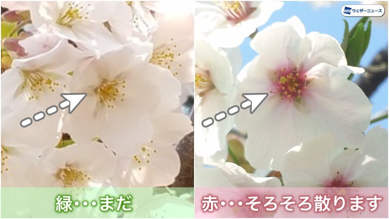 桜が散るサインの見分け方 花の中心の赤色の注目 ウェザーニュース
