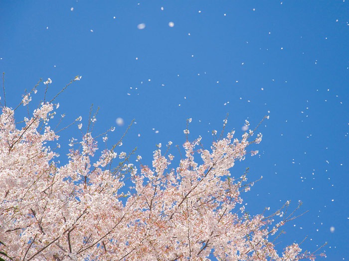 桜が散るサインの見分け方 花の中心の赤色の注目 ウェザーニュース