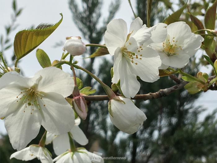 七十二候 桜始開 ソメイヨシノじゃない桜 いくつ思い浮かびますか ウェザーニュース