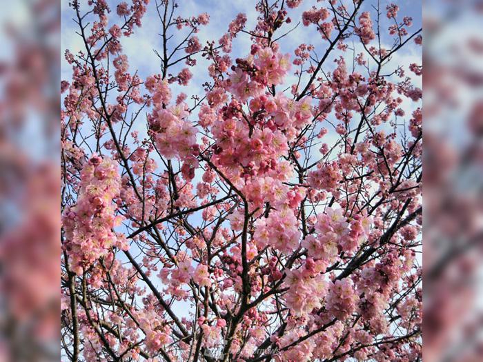 七十二候「桜始開」 ソメイヨシノじゃない桜、いくつ思い浮かびますか